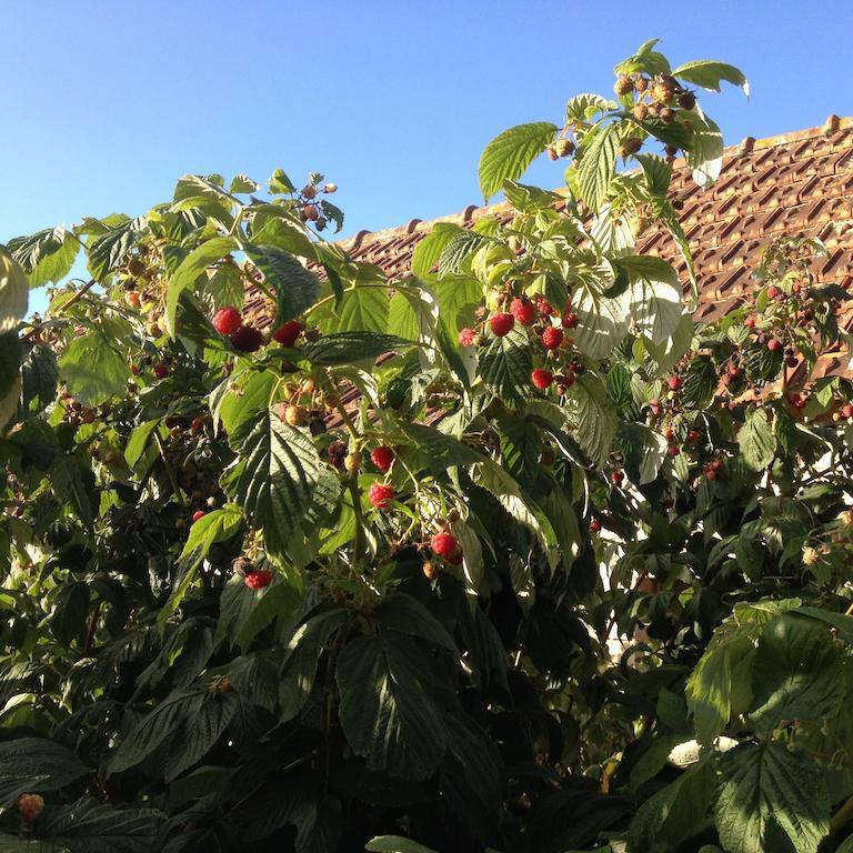 Gites Les Rainettes Vienne-en-Bessin Екстер'єр фото